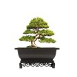 Bonsai Pot with Stand 9 Inch Medium Small Bonsai Tree Training Pot Mesh Drainage Recycled Plastic Online Hot Sale