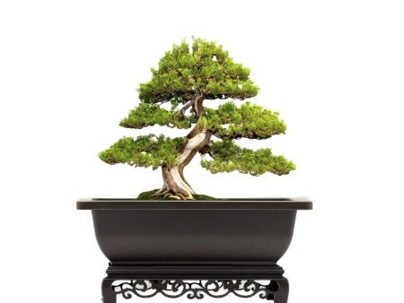 Bonsai Pot with Stand 9 Inch Medium Small Bonsai Tree Training Pot Mesh Drainage Recycled Plastic Online Hot Sale