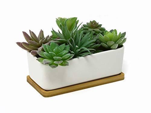 Rectangular Succulent Planter Pot 6.5  White with Bamboo Saucer Discount