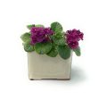 Self Watering Square Pot 4 Inch Ceramic African Violet Planter Vanilla For Cheap