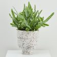 Funnel Planter Online