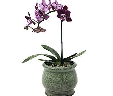 Premium Succulent Orchid Planter jardiniere Pot Ceramic with Decorative Patina Glaze Fashion