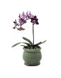 Premium Succulent Orchid Planter jardiniere Pot Ceramic with Decorative Patina Glaze Fashion