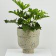 Funnel Planter Online