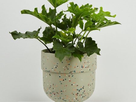 Funnel Planter Online