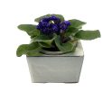 Self Watering Square Pot 4 Inch Ceramic African Violet Planter Vanilla For Cheap