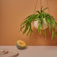 Block Colour Dome Hanging Pot Online now