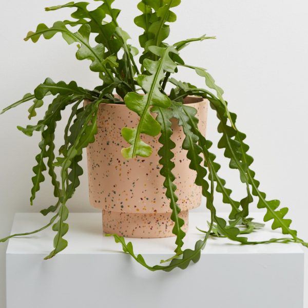 Terrazzo Banjo Pot Online