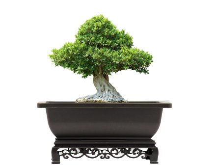 Bonsai Pot with Stand 7.5 Inch Small Bonsai Tree Training Pot Mesh Drainage Recycled Plastic Online Sale