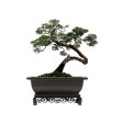 Bonsai Pot with Stand 11.5 Inch Medium Bonsai Tree Training Pot Mesh Drainage Recycled Plastic Fashion