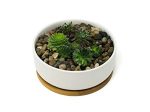 Large Succulent Planter Pot  White 6  Shallow Ceramic Bowl with Drainage Hole and Bamboo Saucer Online