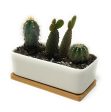 Rectangular Succulent Planter Pot 6.5  White with Bamboo Saucer Discount