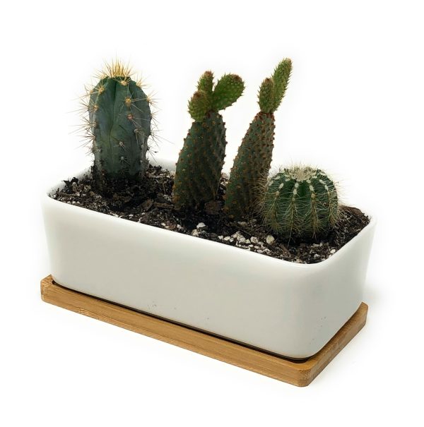 Rectangular Succulent Planter Pot 6.5  White with Bamboo Saucer Discount